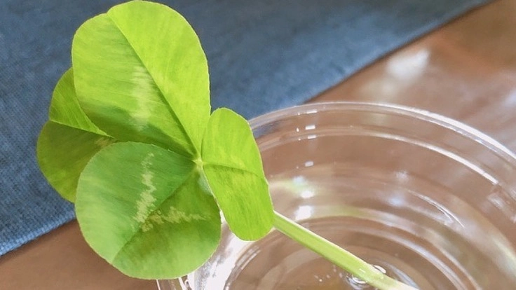 次女の高校在学中での留学、その後の大学進学資金