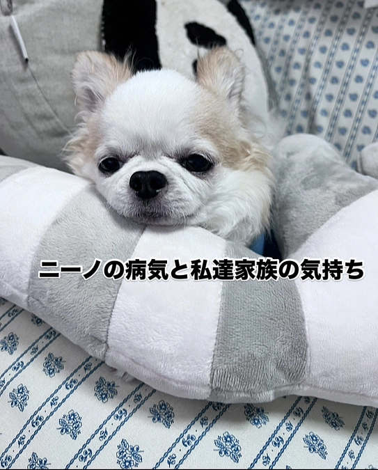 ニーノの病気と私達家族の気持ち