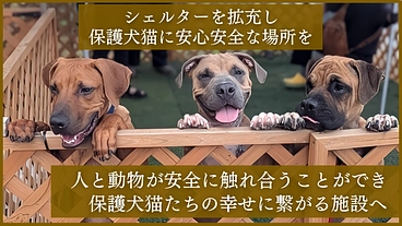 一般譲渡ができない犬猫たちにもしあわせになってもらうために のトップ画像
