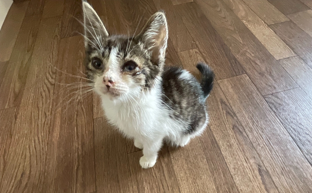 🌸ご支援感謝🌸1000🌸