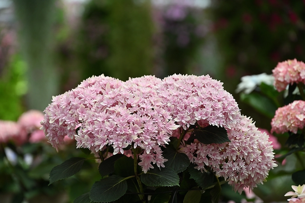 ご挨拶とご報告　「加茂荘花鳥園クラウドファンディング第二弾」スタートしました。