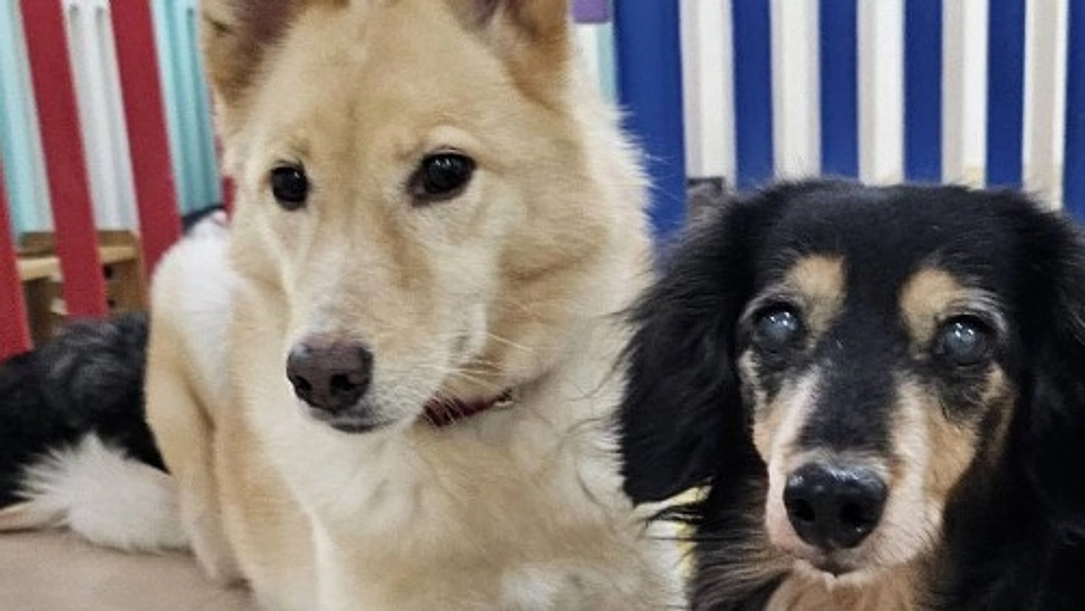 保護活動は大変と思っていません。むしろ幸せなことだと思っています。大変なのは高齢の保護犬たち！