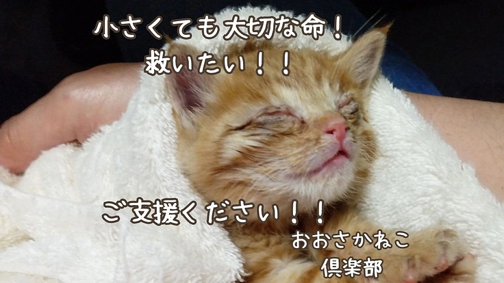 保護猫支援サポーター募集中/小さくても大切な命を守りたい！