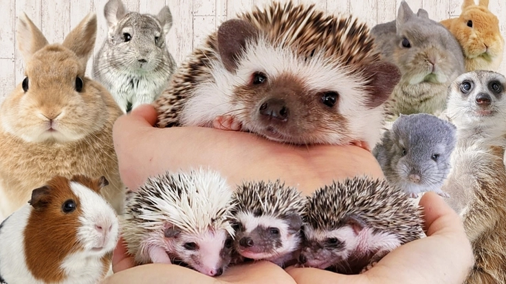 新型ウィルスに負けるな。人も動物も元気に過ごせる会社を護りたい