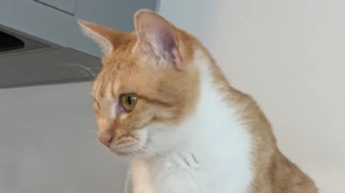 経過観察1日目（プロジェクト開始45日目）※残り37時間です