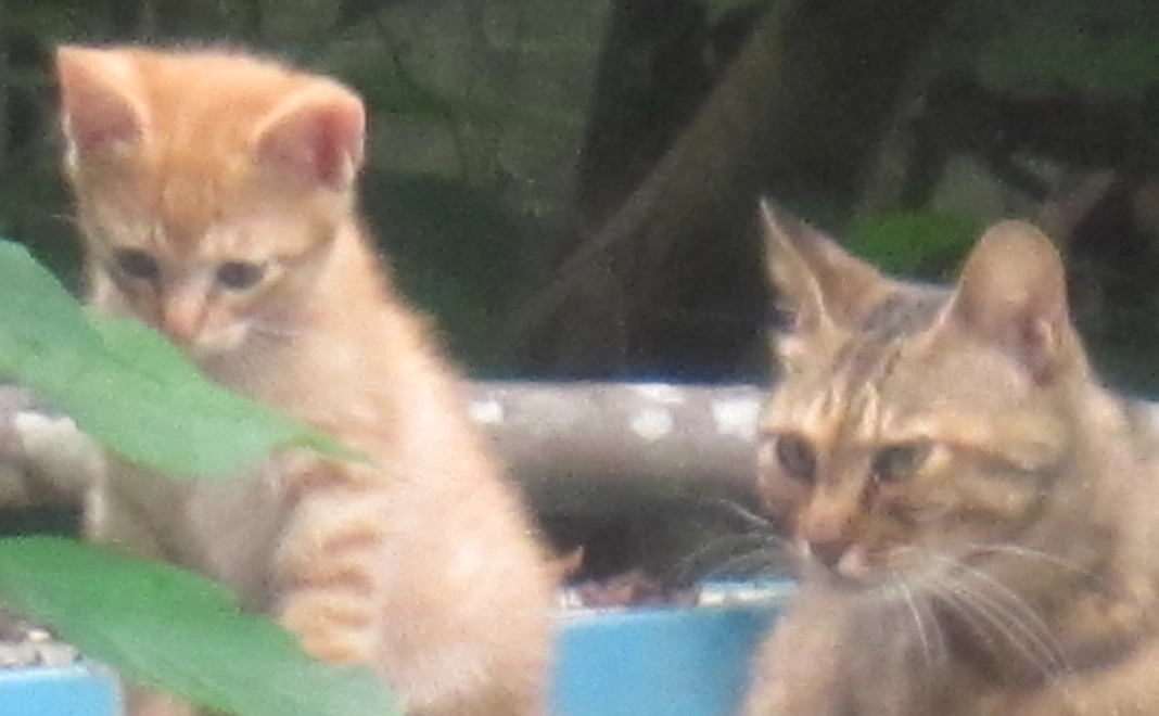 応援ありがとうございますメール