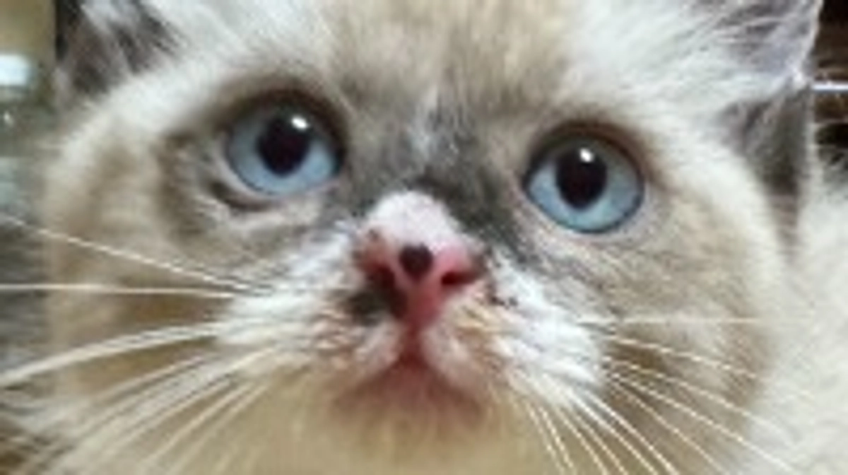 ニンゲンをメロメロにするヤツがやって来た！