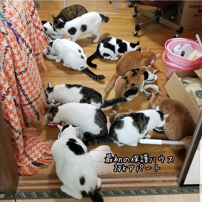 猫の森ハウスボランティア代表として