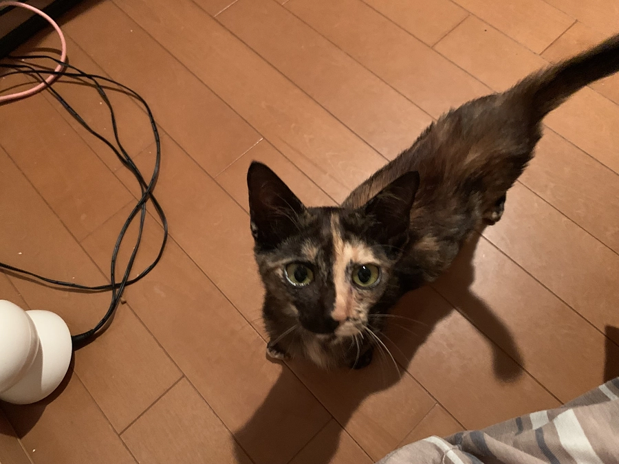 最初に保護した風邪ひきのサビ猫ちゃん、里親希望者様とお見合いしました！