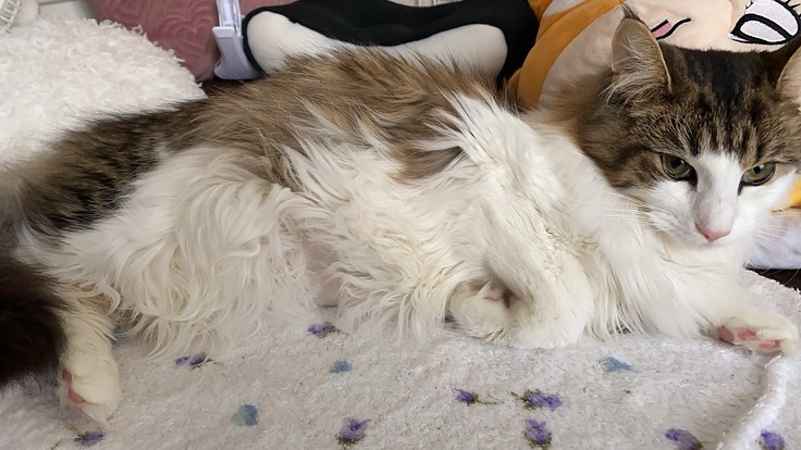 【難病FIP闘病中】生後10か月のフレディをお救いください!