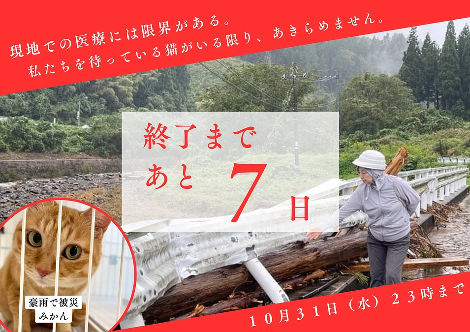 能登半島地震・水害後、増える被災者からの猫の「引き取り」相談。いま私たちに出来ることは