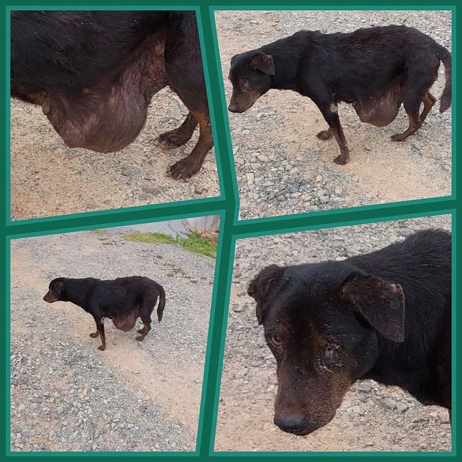 村人からの通報で救助