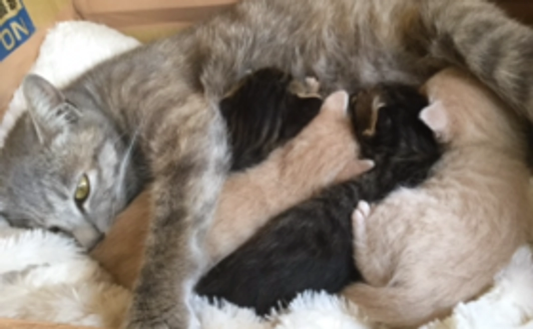 ハーツ活動応援コース