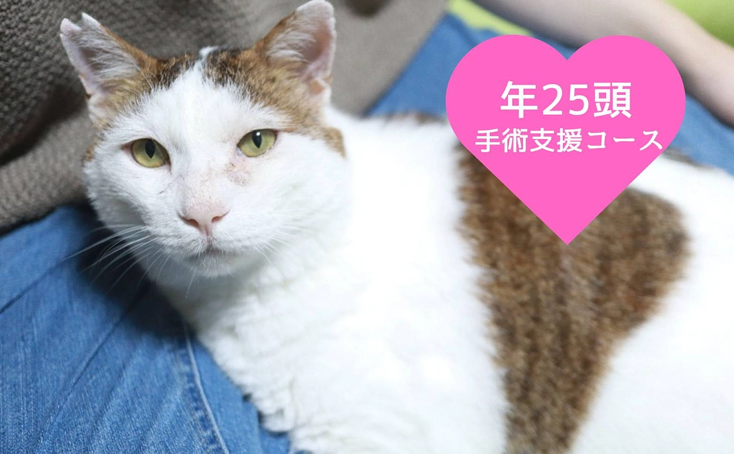 年25頭手術支援コース