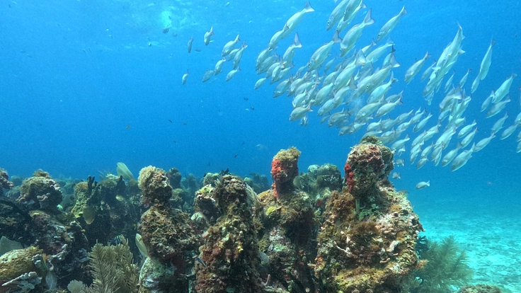 カリブ海の綺麗な海を体験してほしい！！
