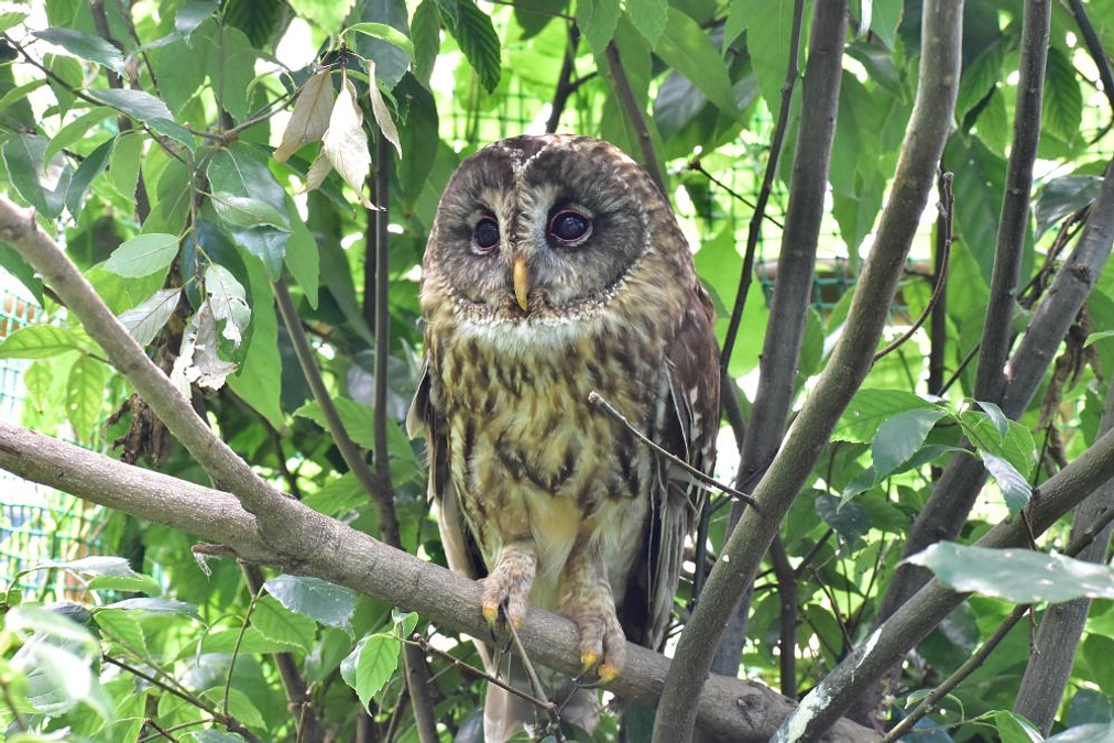 【リリース情報】フクロウのラウ 無事にリリース完了