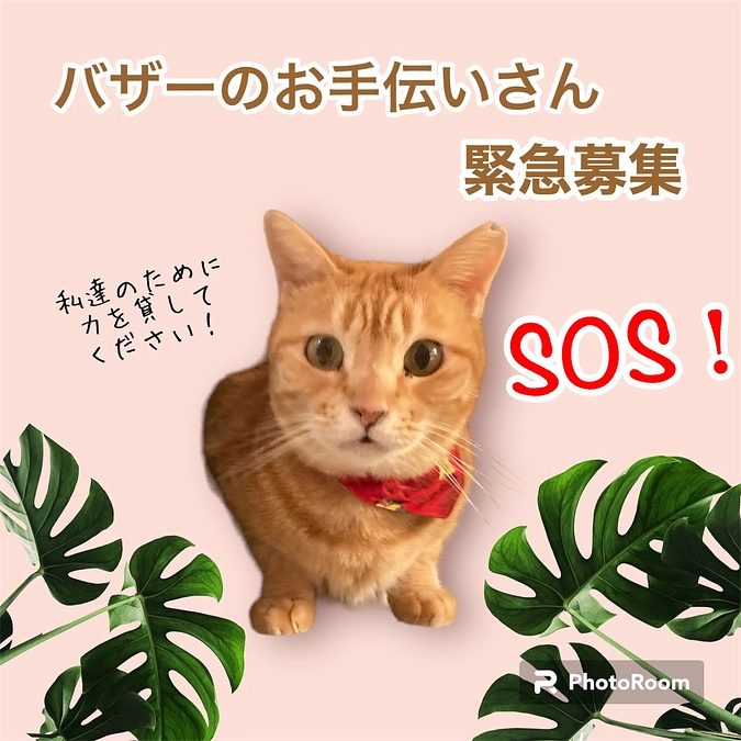 バザーのお手伝いさん募集しています