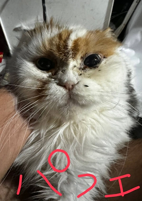 あと10日　40％超えました。