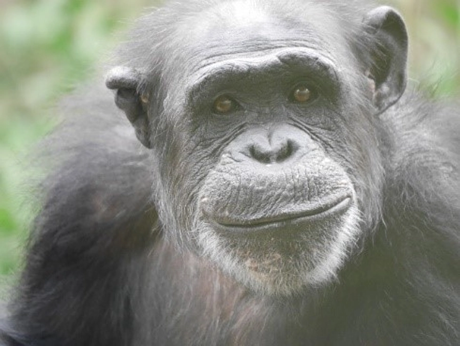 クミコの訃報そのほかお知らせ