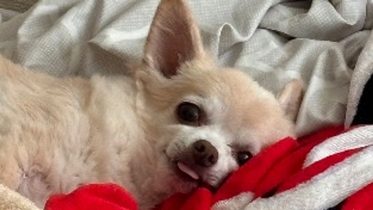 最高傑作のワガママ