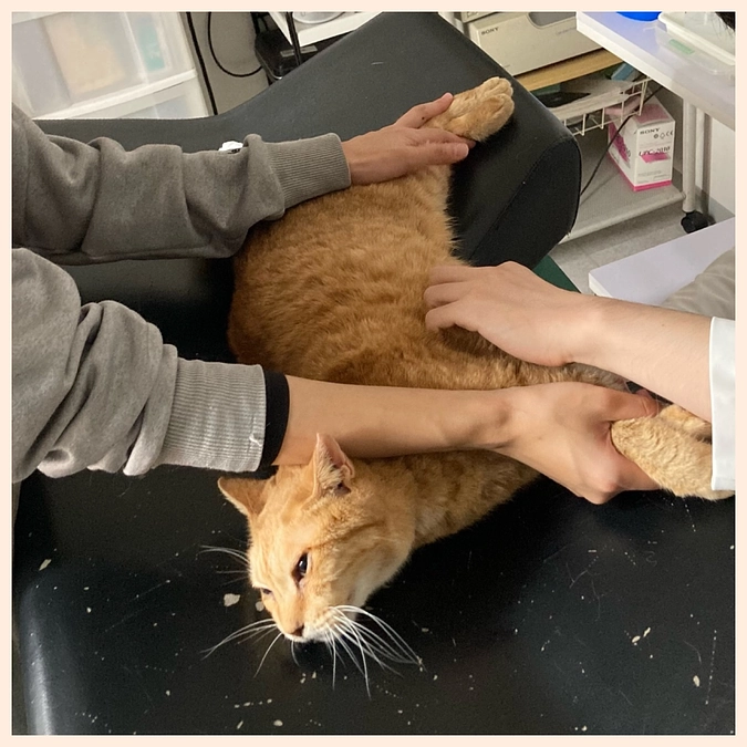 こんな年の瀬にベルちゃんが