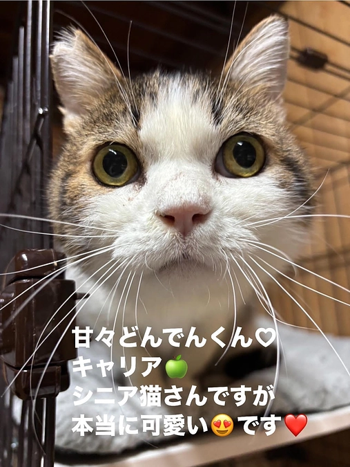 キャリア猫さんたち🍎🍏のお引越しでしたー🏠