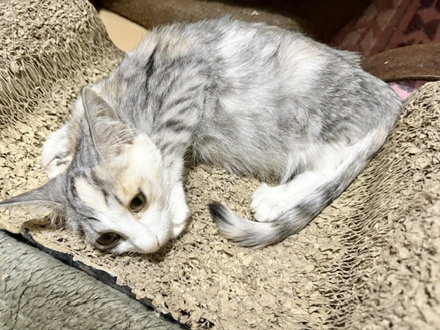 FIP治療費のご支援をお願いします