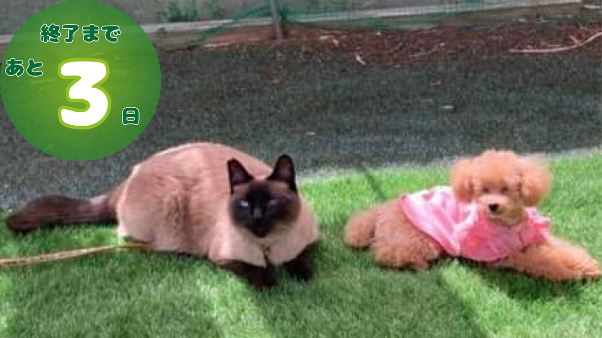 クラウドファンディング終了まで、残り3日！