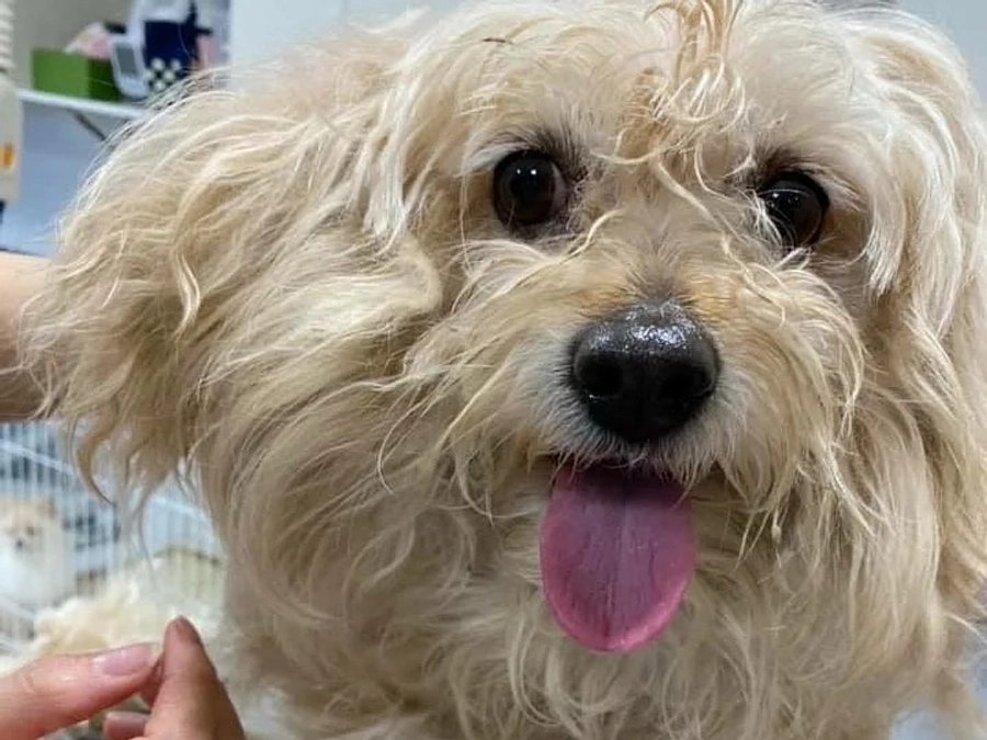 飼い主死亡後に自宅に引き取りに行き保護したコロンのお話。