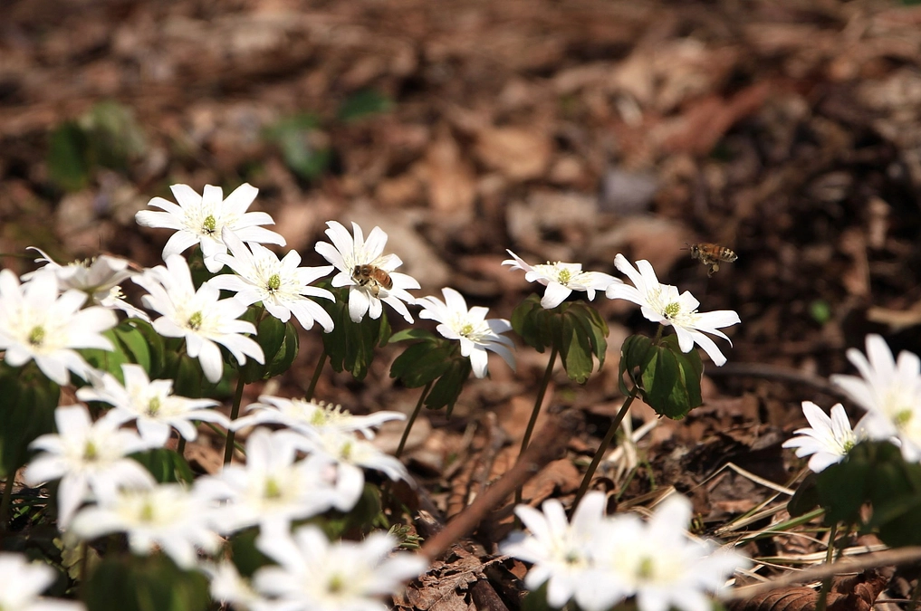アニメで表現したいアファンの森の取り組み