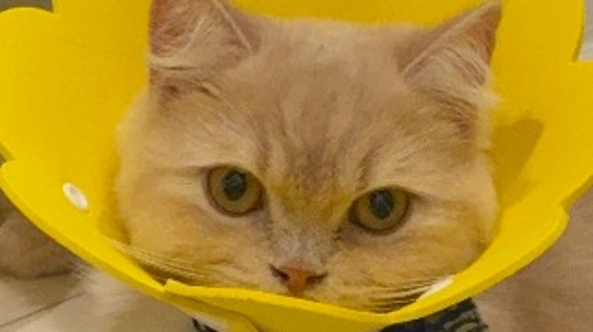 10/24 全ての数値が基準値内に😭🌸利尿剤減量へ