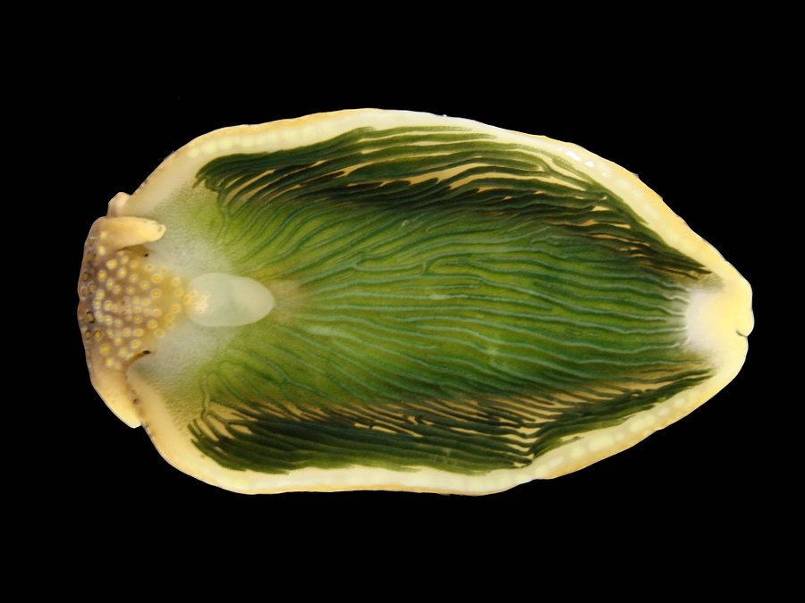 8月12日　配信アーカイブ分公開しました！