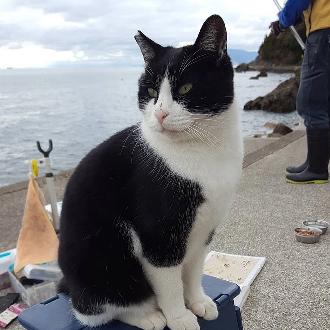 保護猫啓発活動計画ステップ1     さくら猫PR