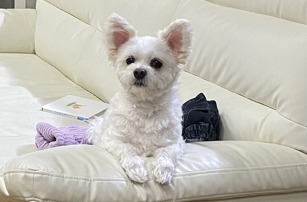 手術が無事に終わりました