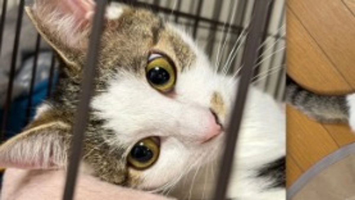 【シェルター便り】どんどん表情が変わっていった小夢ちゃん