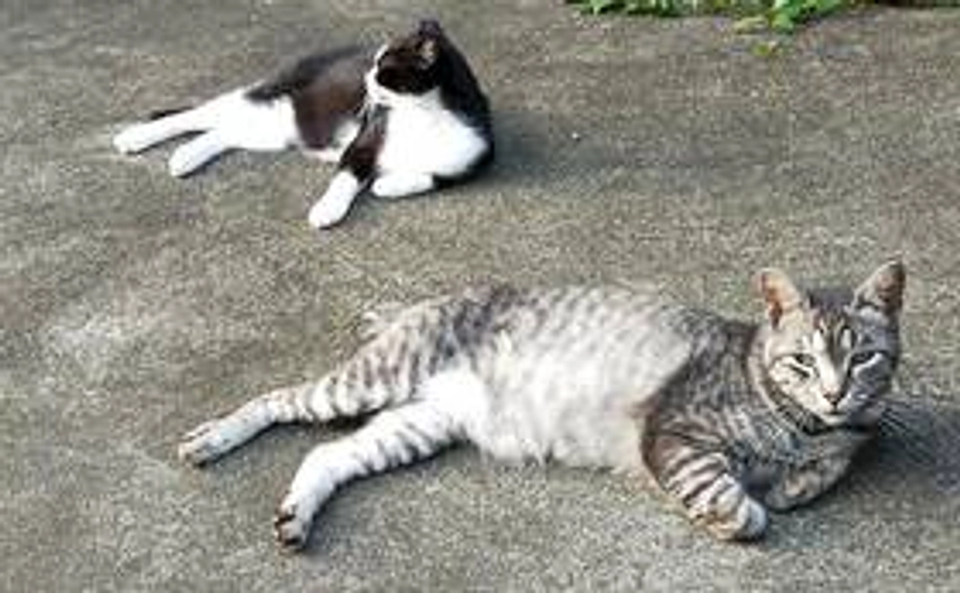 お礼のお写真（1000円以上の方）