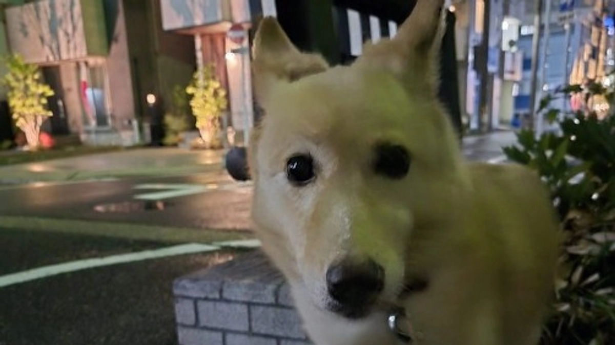 目標の80％、400万円まで来ました！保護犬の幸せのために、夜の散歩はエンドレス!?