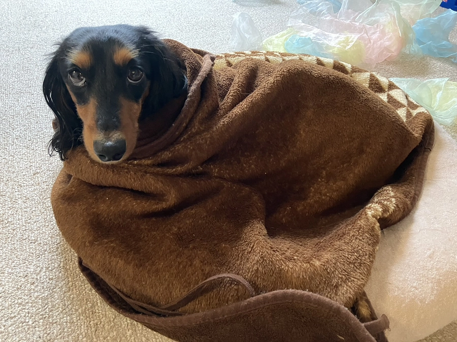 【体調の波と、今のイブラの様子】