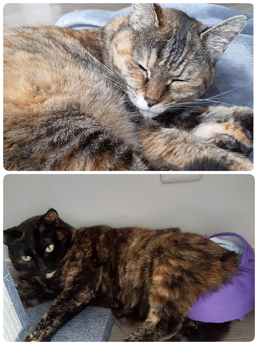 下半身不随の【くるみちゃん】とシニア猫【すずちゃん】の医療