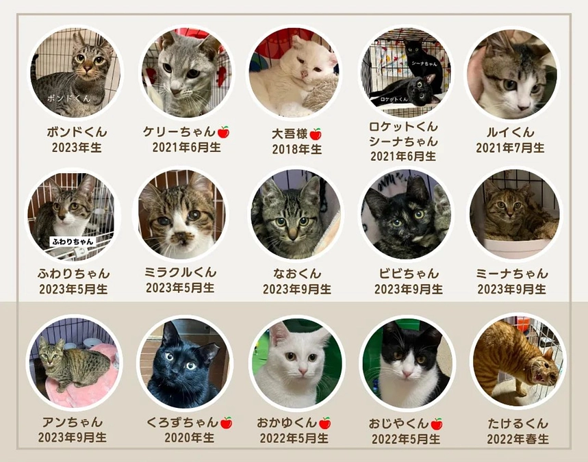 まだまだ里親募集中の子達のご紹介〜ご縁に繋がりにくい子達の為に『開放型シェルター』なんです