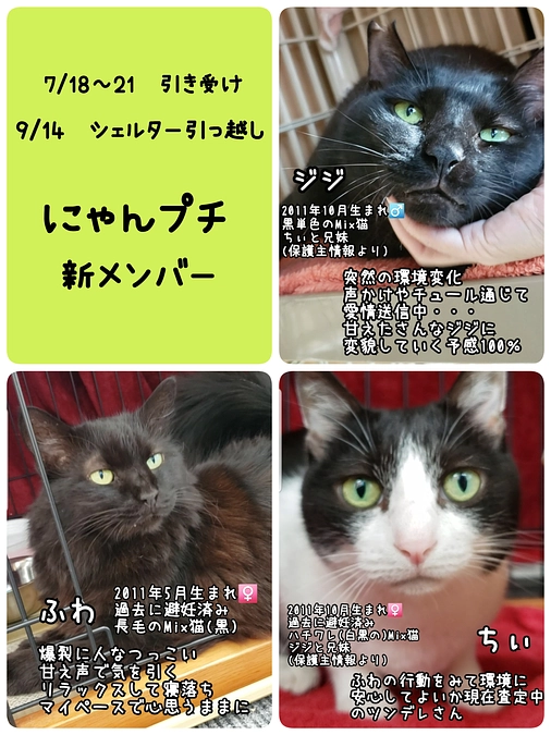 7月に引き受けた保護猫ちゃんたち