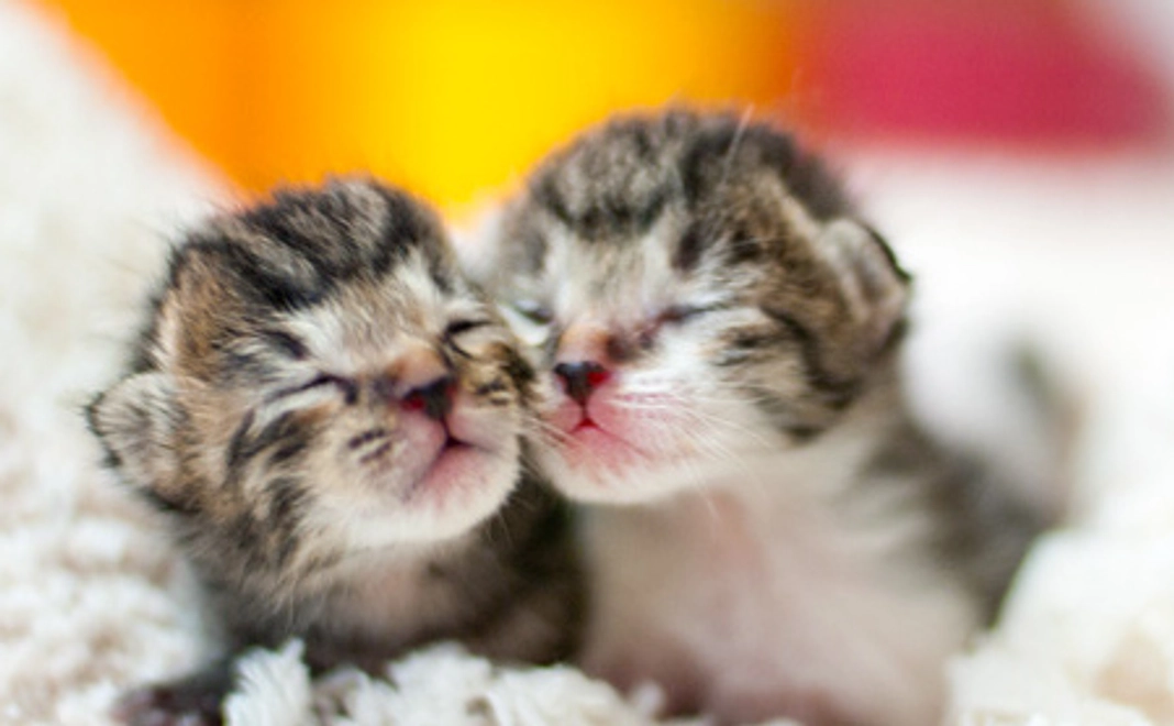 かわいい子猫のポスカ