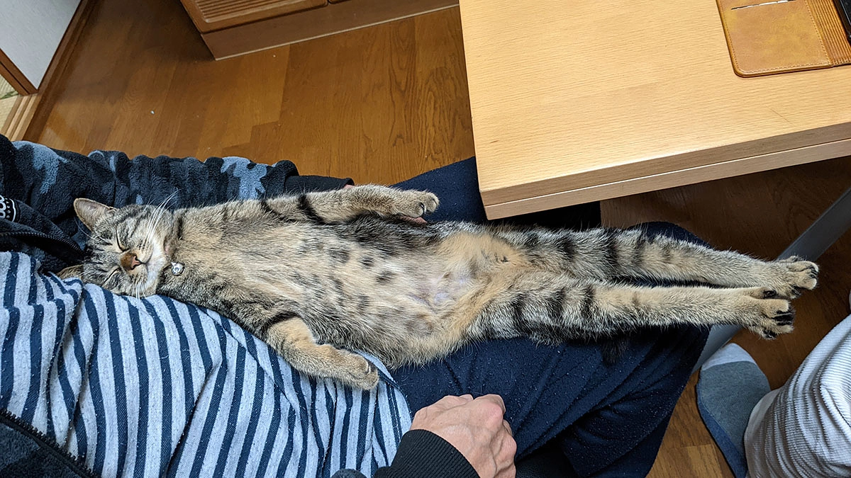 里親様からいただいたお写真とメッセージをご紹介します！（第2弾）