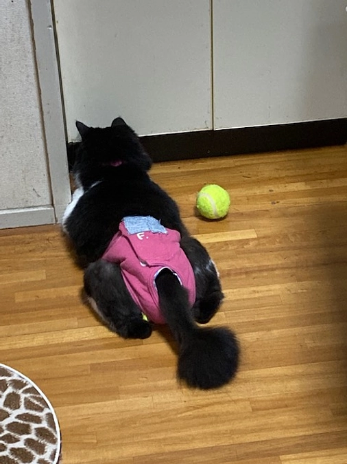 保護して２年が経ちました。