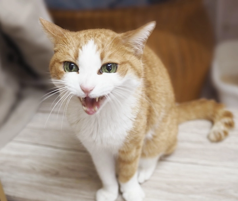 代理支援の申し込み方法