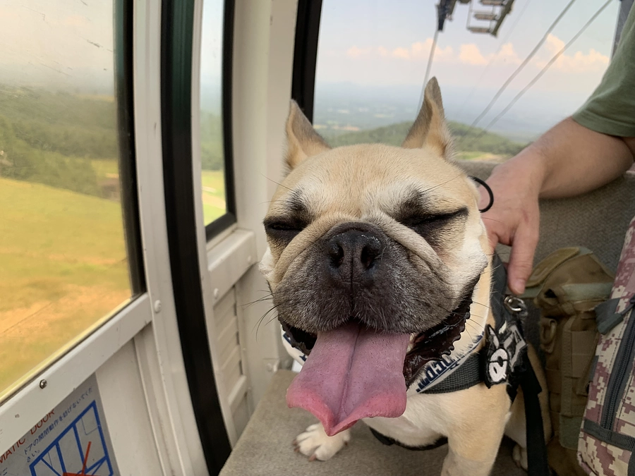 ちくわの闘病日記①