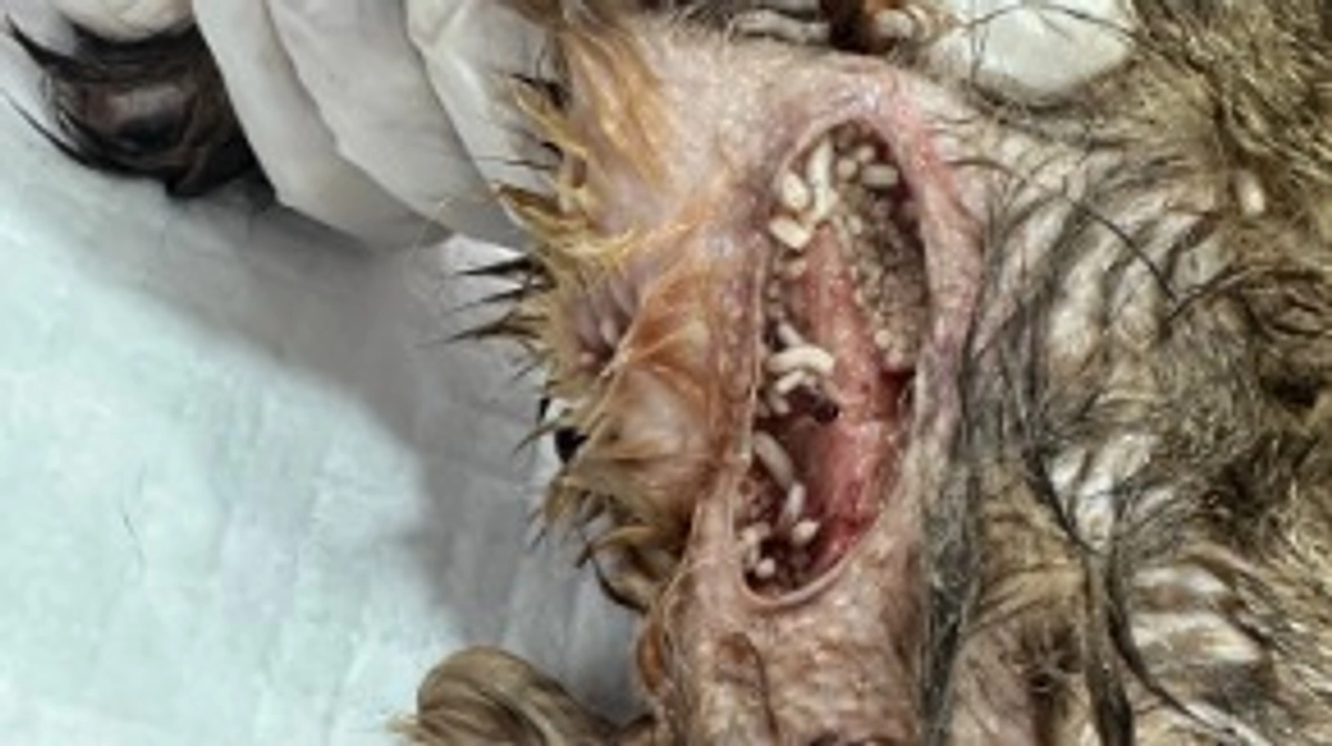 6月16日に載せた猫