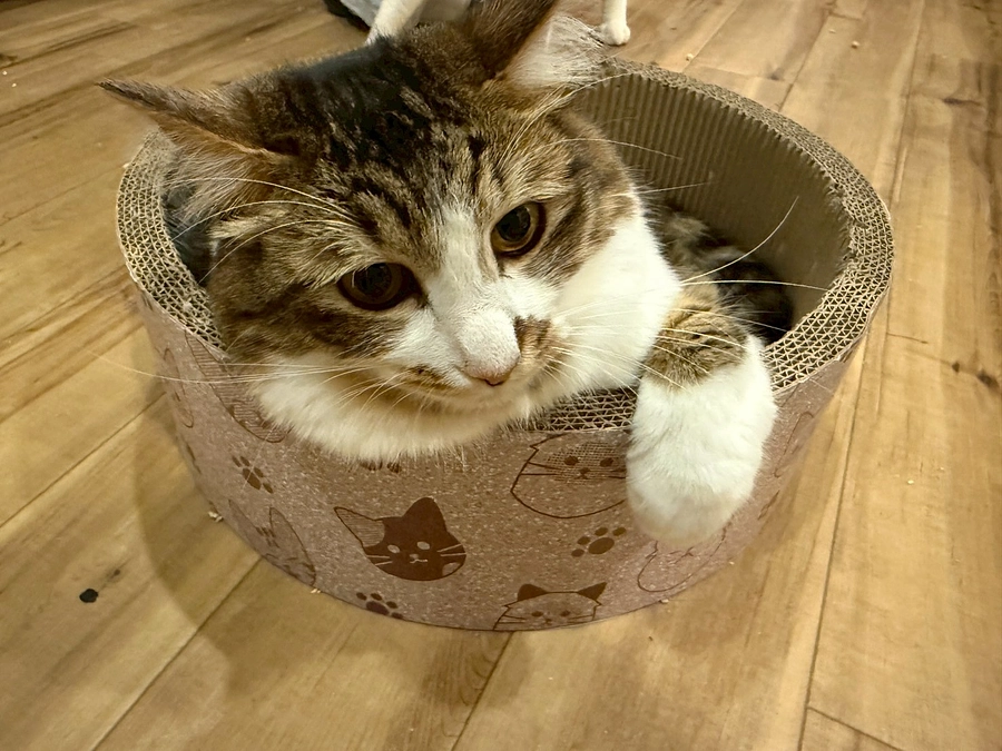 本日11時プレオープンです！