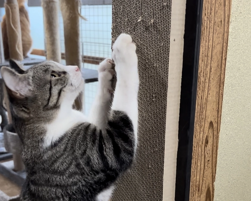 現・シェルターの内装