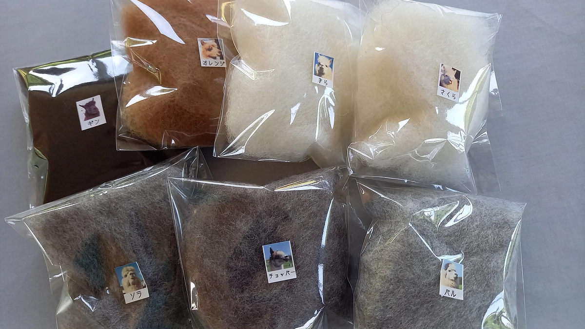 【リターンのご紹介】体験して応援｜アルパカ原毛の解毛体験